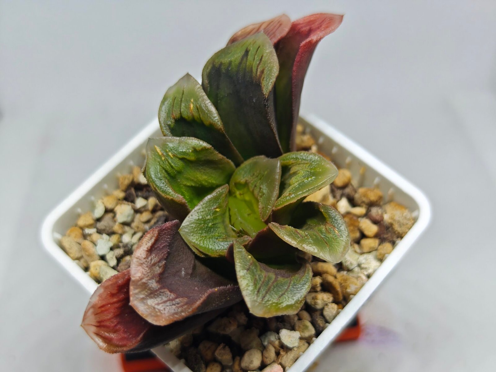 Haworthia Seedling S166 Crystallina Comptoniana - 9