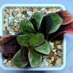 Haworthia Seedling S166 Crystallina Comptoniana - 10