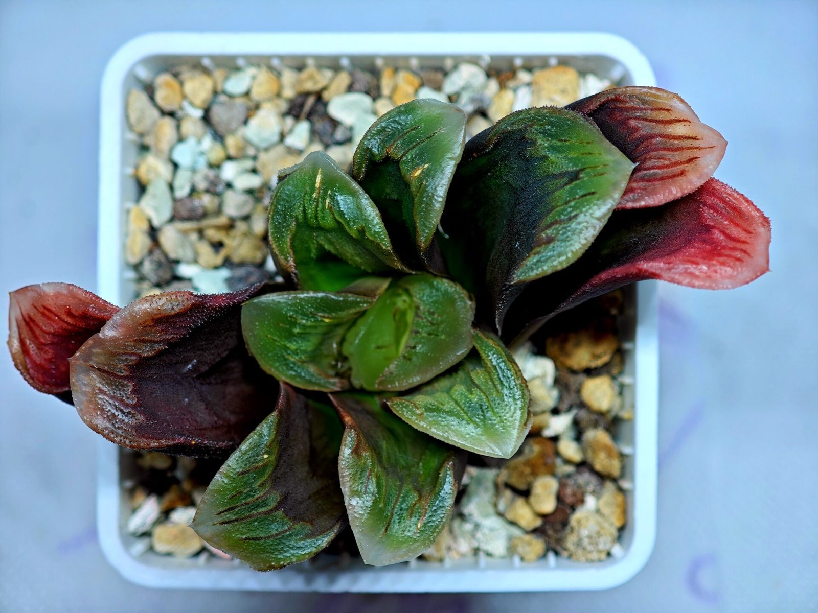 Haworthia Seedling S166 Crystallina Comptoniana - 10