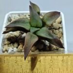 Haworthia Seedling S118 - 1