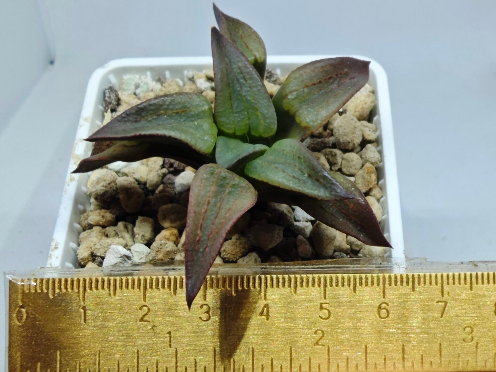 Haworthia Seedling S118 - 1