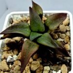 Haworthia Seedling S118 - 2
