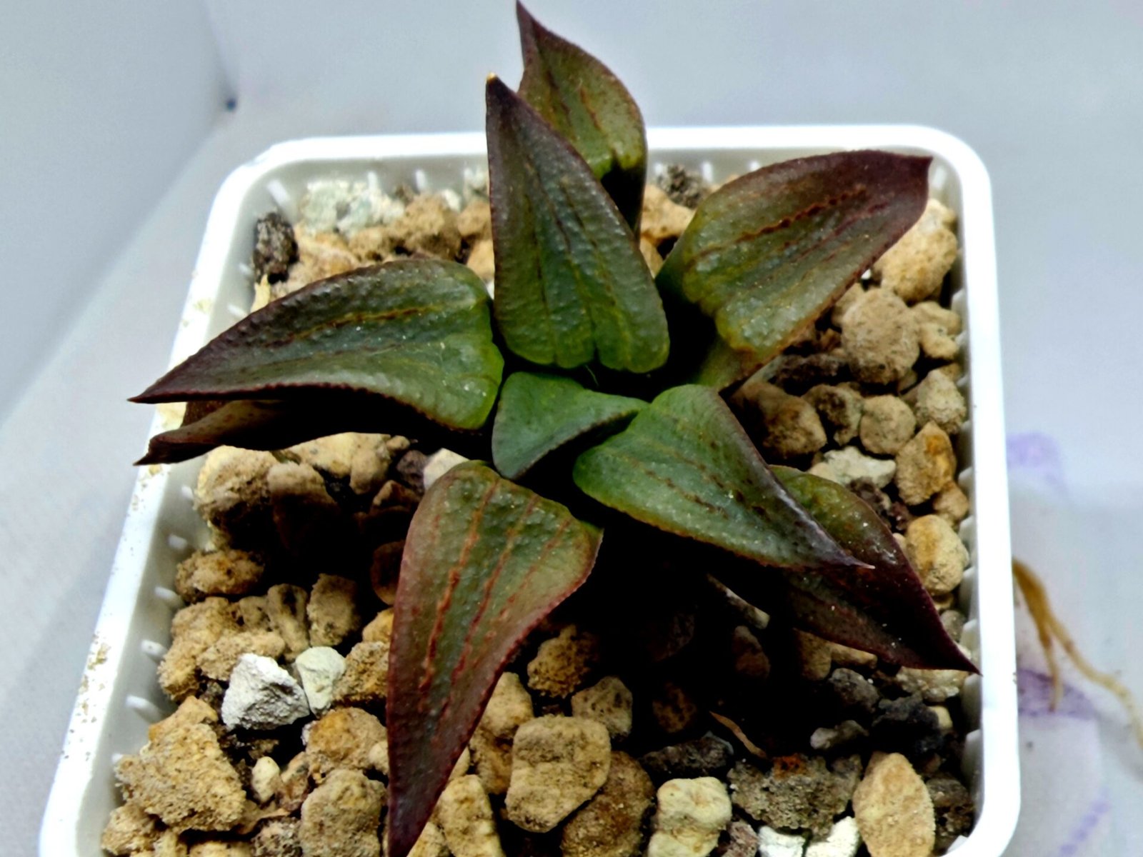 Haworthia Seedling S118 - 2