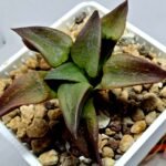 Haworthia Seedling S118 - 3