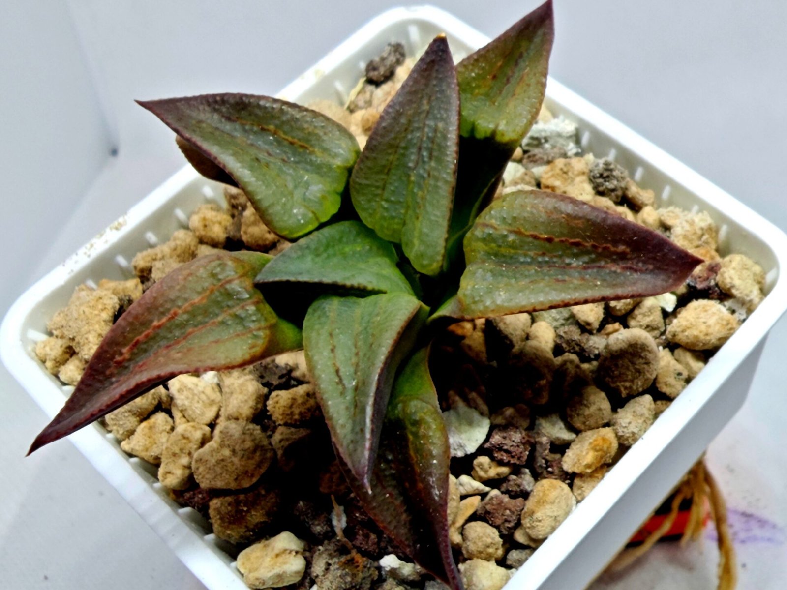 Haworthia Seedling S118 - 3