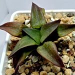 Haworthia Seedling S118 - 4