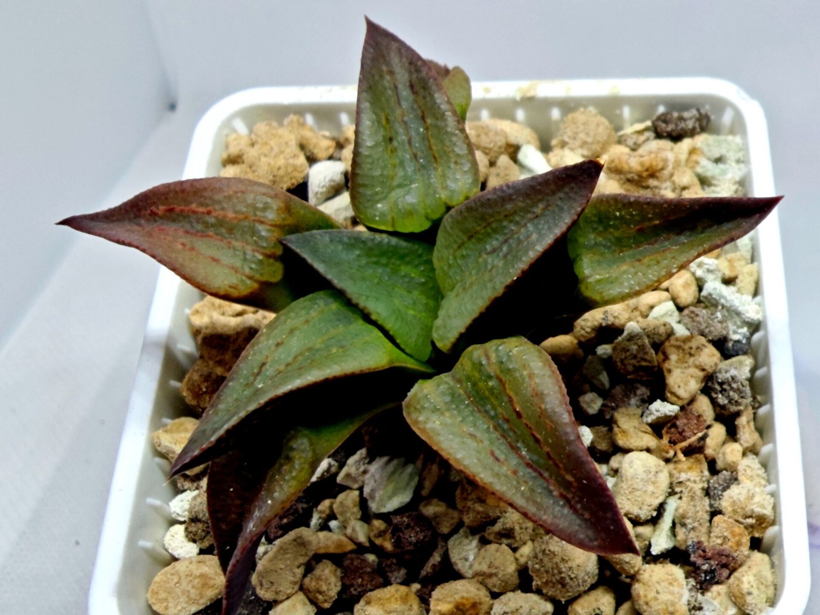 Haworthia Seedling S118 - 4