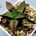Haworthia Seedling S118 - 5