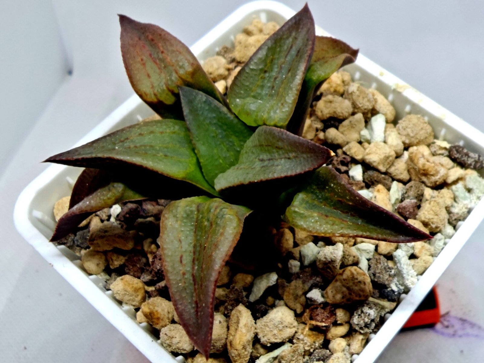 Haworthia Seedling S118 - 5