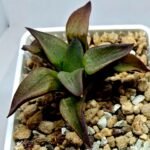 Haworthia Seedling S118 - 6