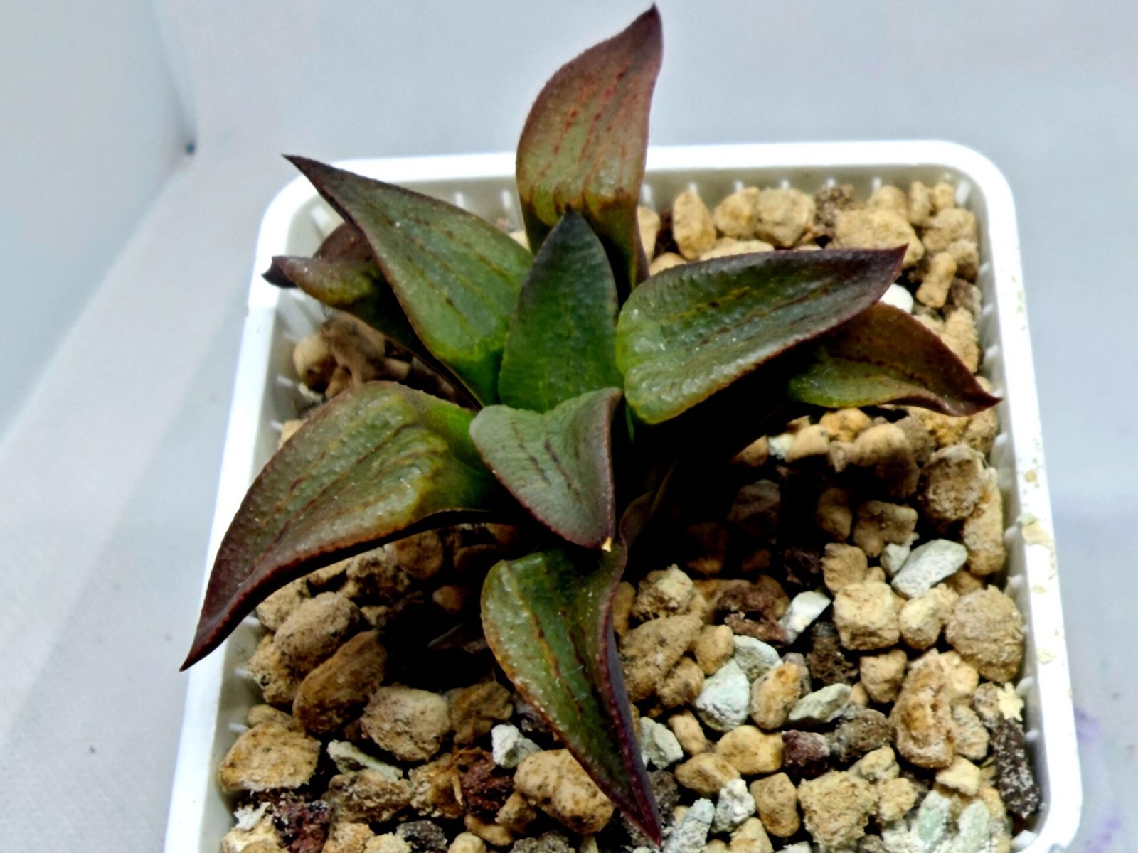 Haworthia Seedling S118 - 6