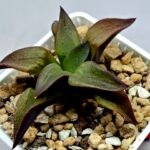 Haworthia Seedling S118 - 7