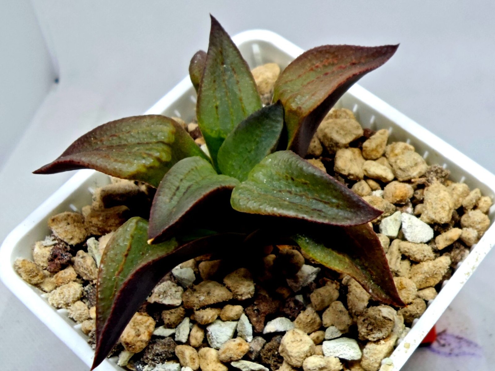 Haworthia Seedling S118 - 7