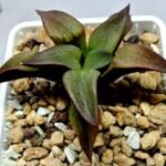 Haworthia Seedling S118 - 8