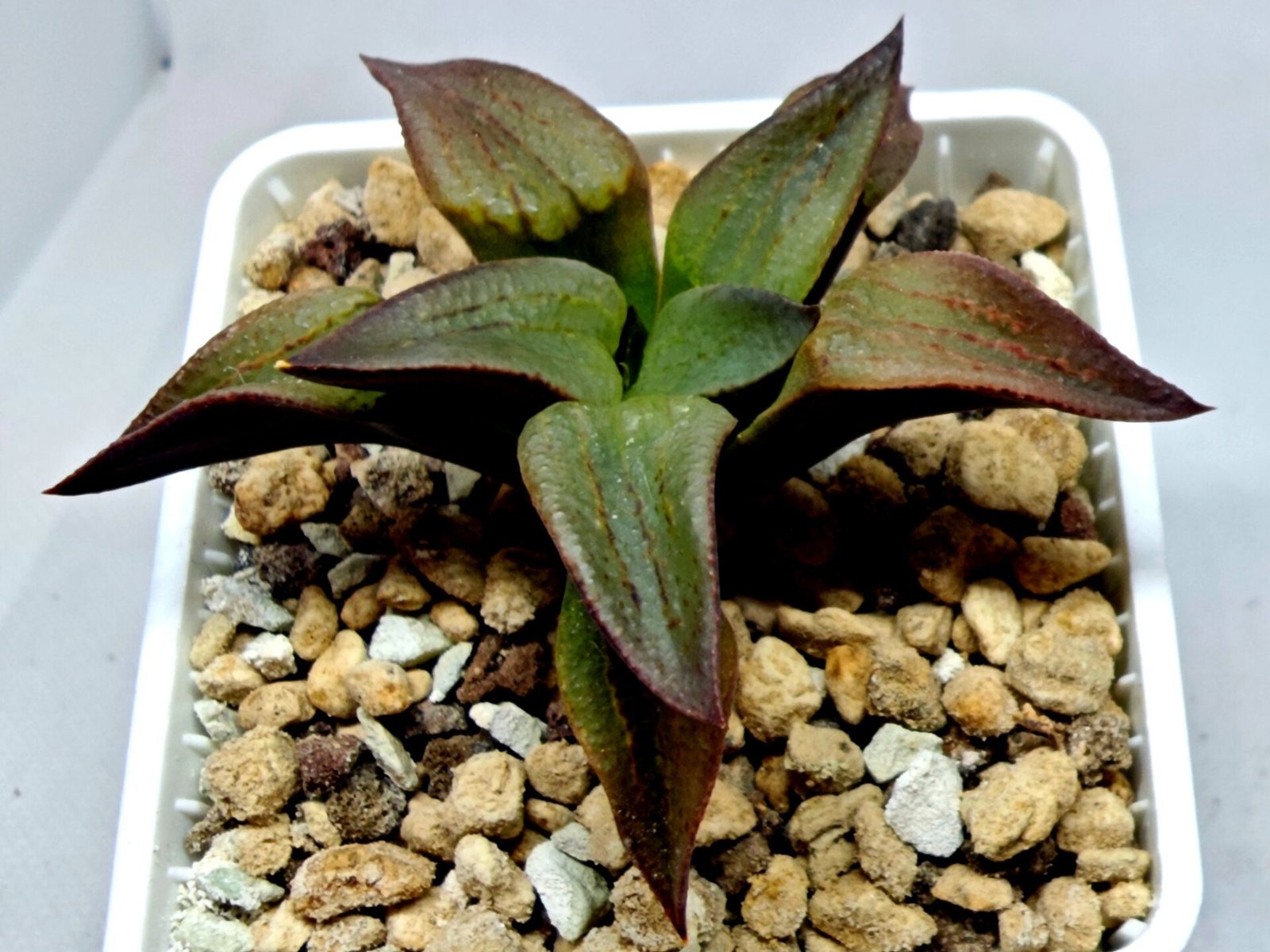 Haworthia Seedling S118 - 8