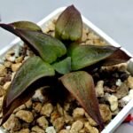 Haworthia Seedling S118 - 9