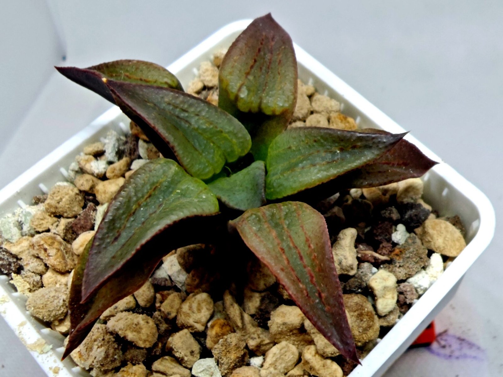 Haworthia Seedling S118 - 9