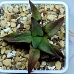 Haworthia Seedling S118 - 10
