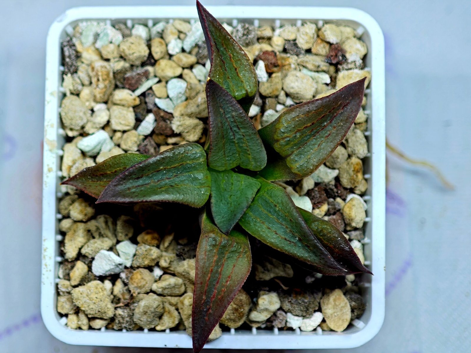 Haworthia Seedling S118 - 10