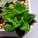 Haworthia Seedling S142 - 2