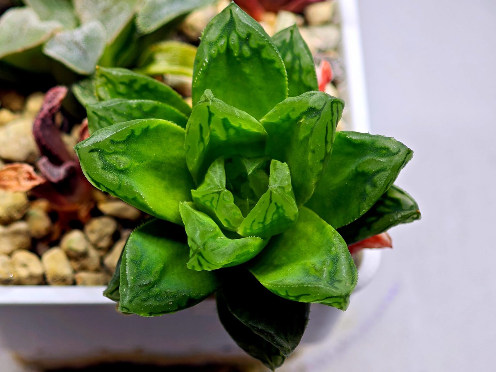 Haworthia Seedling S142 - 2