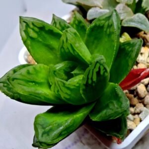 Haworthia Seedling S142 - 3