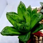 Haworthia Seedling S142 - 4