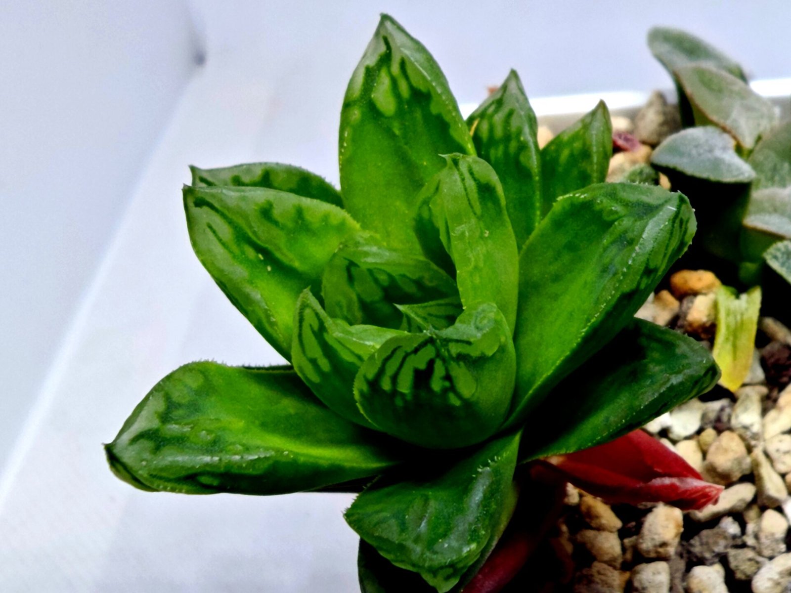 Haworthia Seedling S142 - 4