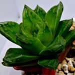 Haworthia Seedling S142 - 5