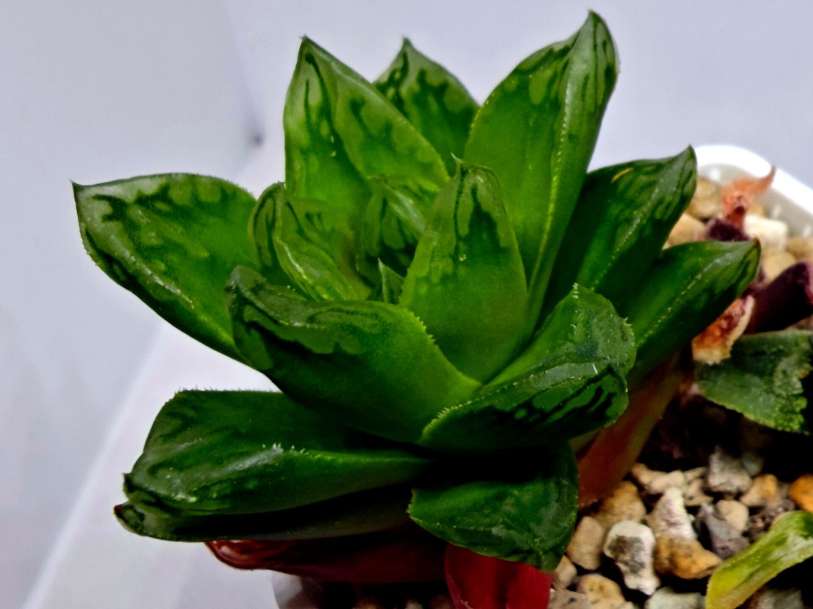 Haworthia Seedling S142 - 5