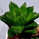 Haworthia Seedling S142 - 6