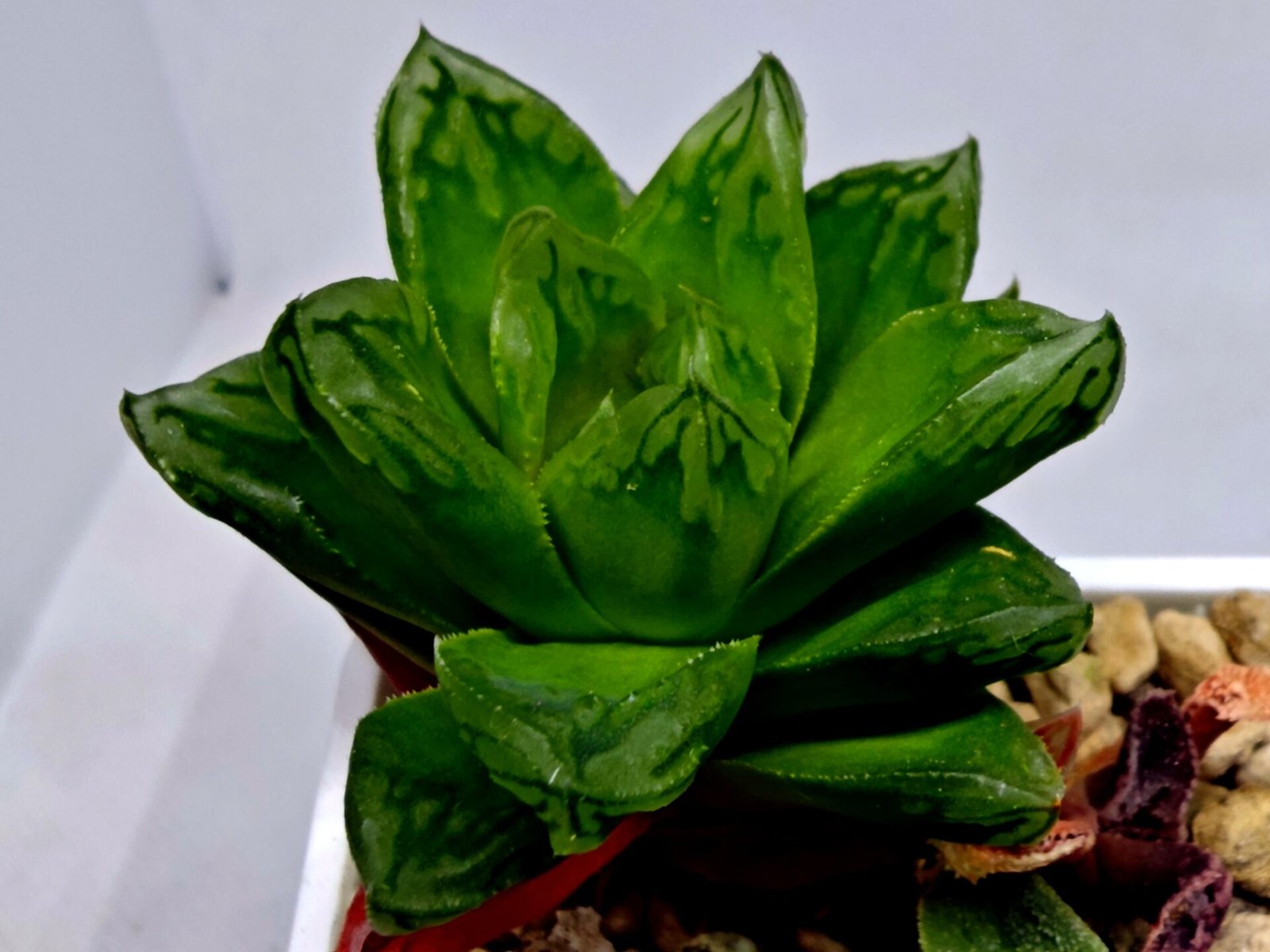 Haworthia Seedling S142 - 6