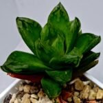 Haworthia Seedling S142 - 7