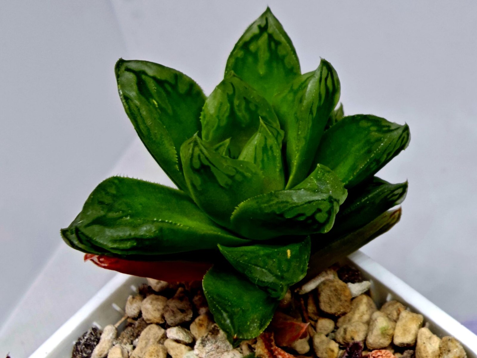 Haworthia Seedling S142 - 7