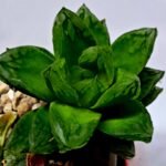 Haworthia Seedling S142 - 8