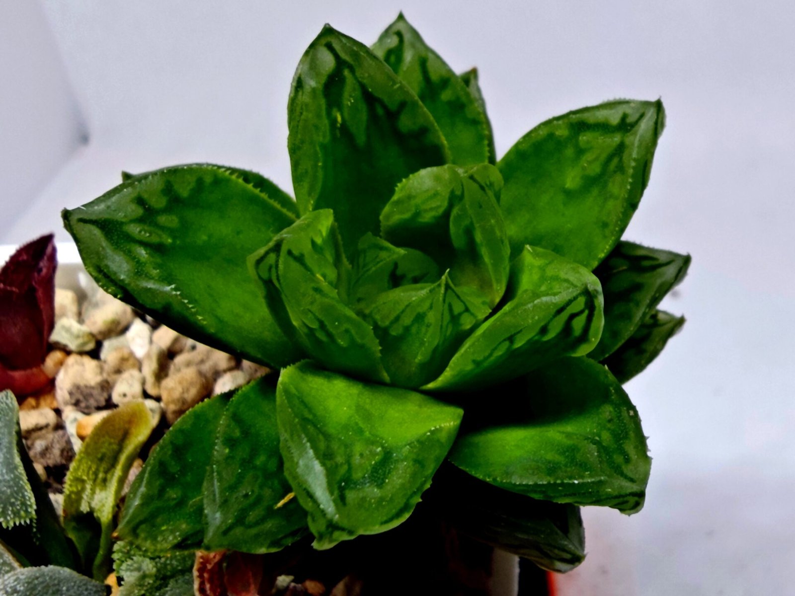 Haworthia Seedling S142 - 8