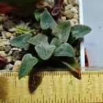 Haworthia Seedling Pygmaea S144 - 1
