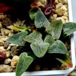 Haworthia Seedling Pygmaea S144 - 2