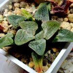 Haworthia Seedling Pygmaea S144 - 3