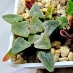 Haworthia Seedling Pygmaea S144 - 4
