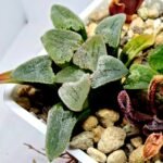 Haworthia Seedling Pygmaea S144 - 5