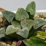 Haworthia Seedling Pygmaea S144 - 6