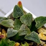 Haworthia Seedling Pygmaea S144 - 7
