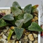Haworthia Seedling Pygmaea S144 - 8