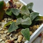 Haworthia Seedling Pygmaea S144 - 9
