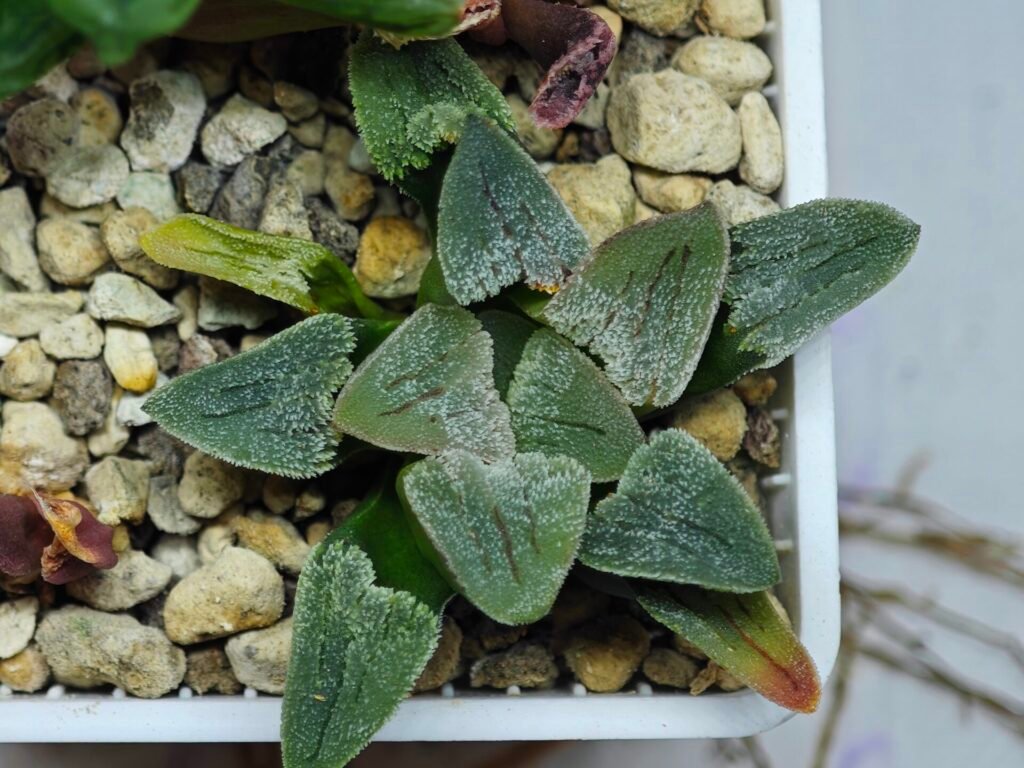 Haworthia Seedling Pygmaea S144 - 10