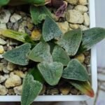 Haworthia Seedling Pygmaea S144 - 10