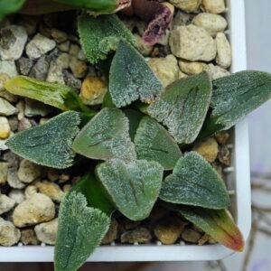 Haworthia Seedling Pygmaea S144 - 10