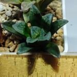 Haworthia Seedling S138 - 9