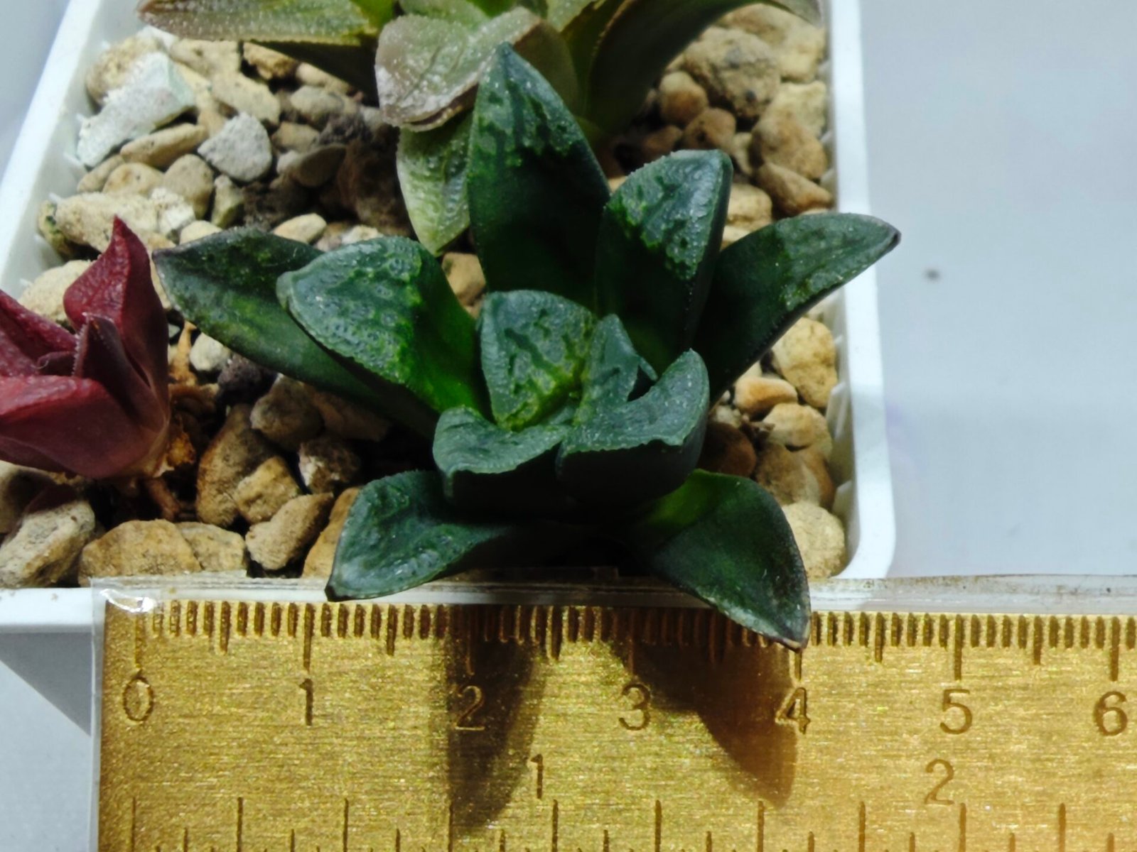 Haworthia Seedling S138 - 9
